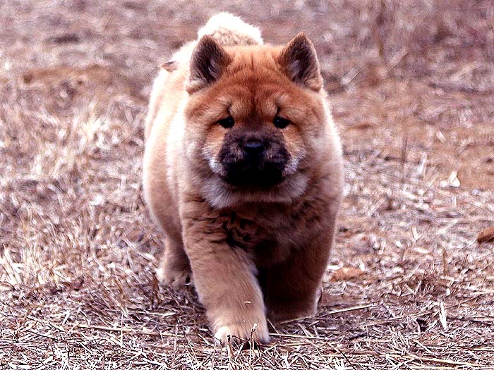 赛级18.10.28出生 松狮犬价格3.8-1.8万 红色 短毛亲王和传奇