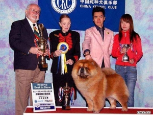 FIRST CASH美系松狮犬中国排行第一 