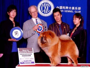 FIRST CASH松狮犬冠军中国排行第一 