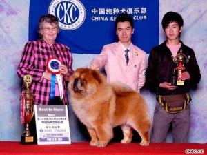 FIRST CASH松狮犬种公中国排行第一 